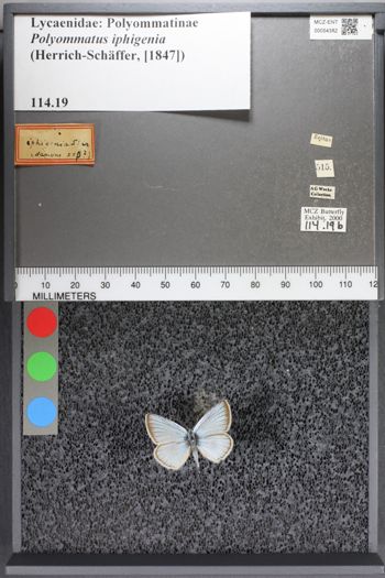 Media type: image;   Entomology 54382
